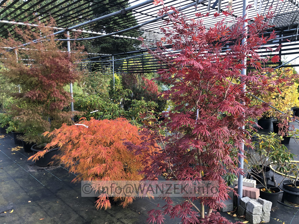 Acer shirasawanum Yasemin - Herbst 01.JPG